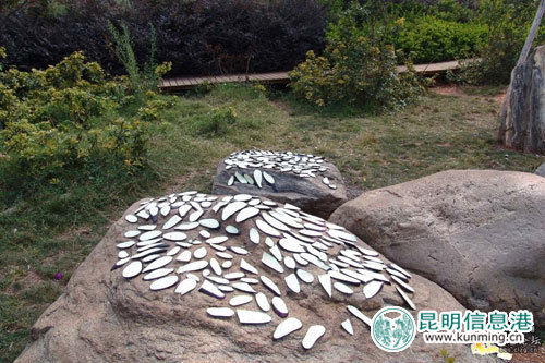 曬滿茄子片的石頭 網友供圖 曬滿茄子片的石頭 網友供圖