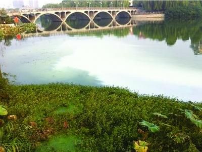 百家湖再次遭受乳白色污水侵襲。（圖片由小區(qū)居民提供）