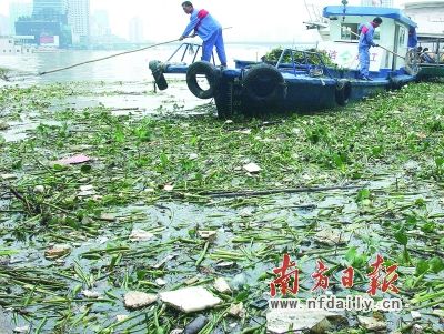 洪水后環(huán)衛(wèi)工人正在打撈珠江上的漂流物。 洪水后環(huán)衛(wèi)工人正在打撈珠江上的漂流物。
