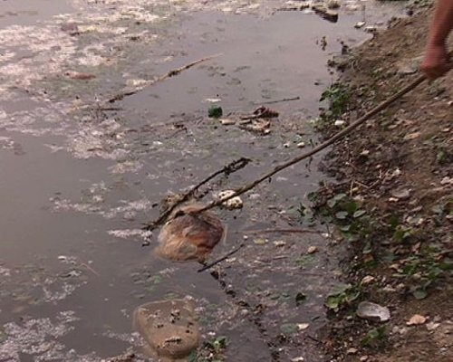 水面上漂浮著死畜。