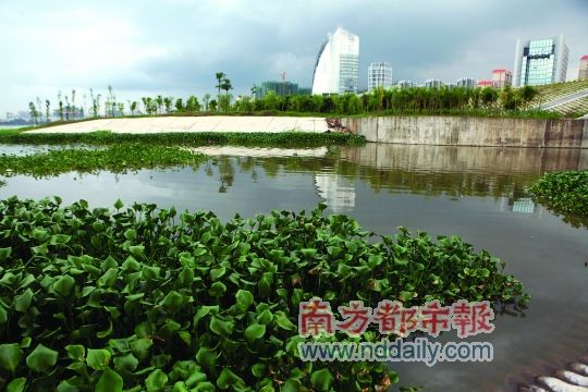 東江上漂浮著水葫蘆。南都記者田飛攝 東江上漂浮著水葫蘆。南都記者田飛攝
