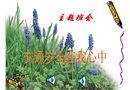 主題班會課件：交通安全在我心中